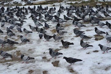 Fototapeta premium crowded walking pigeons