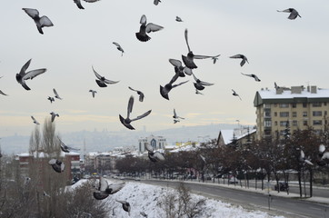 flying pigeons in winter wind