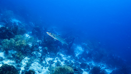 Seascape of coral reef in Caribbean Sea around Curacao at dive site Duane's Release  with Barracuda, various coral and sponge