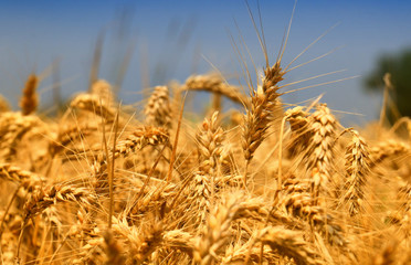golden Wheat closeup