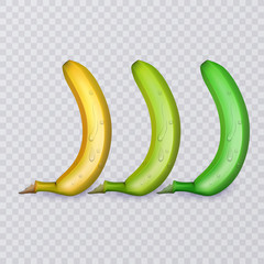 Set of three bananas, ripe, medium ripe and not ripe, vector illustration