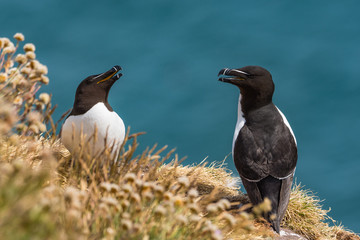 Razorbill on the rock
