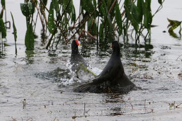 black birds red beak of the lake fight 27