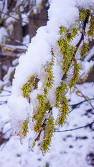 NIEVE EN LA RAMA DEL ÁRBOL EN PUEBLO CASTELLANO