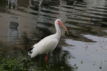 White Heron 3