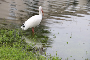 White Heron 2