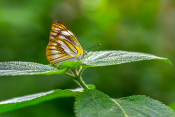 Beautiful butterfly & flower in the garden.