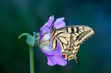 Beautiful butterfly & flower in the garden.