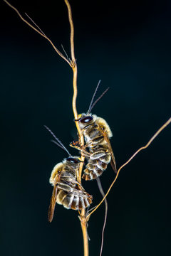 Bee macro in green nature - Stock Image