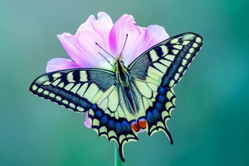 Beautiful butterfly & flower in the garden.