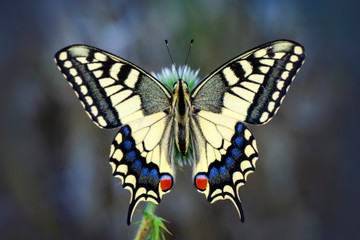 Beautiful butterfly & flower in the garden.
