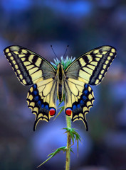 Beautiful butterfly & flower in the garden.