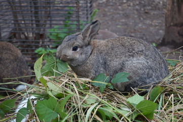 Kaninchen im Salat