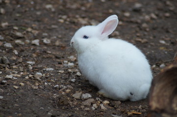White Rabbit