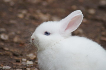 Weißes Kaninchen