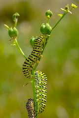 Сaterpillar of swallowtail - Stock Image