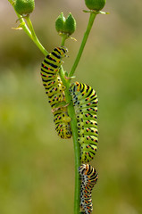 Сaterpillar of swallowtail - Stock Image