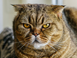 brown stripped scottish fold cat against a blurred background
