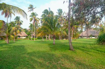 Fototapeta premium Zanzibar palms and meadow - Tropical island - Indian ocean - Africa