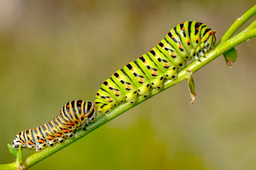 Сaterpillar of swallowtail - Stock Image