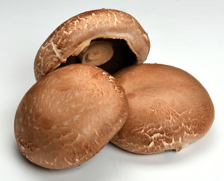 Portobelo cogumelos