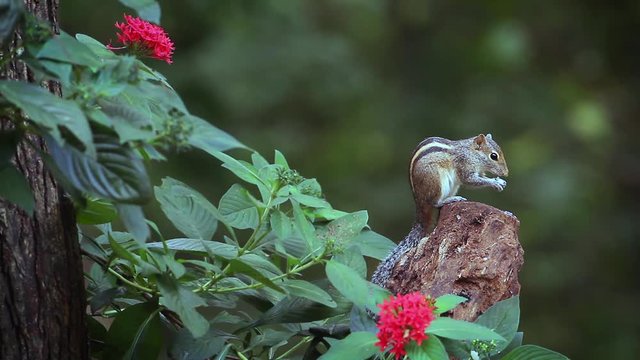 Cute Indian palm squirrel eating in Sri Lanka - Specie Funambulus palmarum family of Sciuridae
