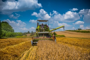 Rolnik jedzie kombajnnem podczas żniw. Koszenie pola zboża