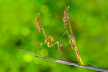 Mantis from family Sphondromantis lurking 