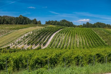 Fototapeta na wymiar Uprawa rolna winogron w rzędach