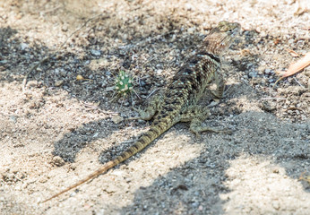 A lizard and his cactus