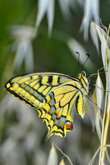 Beautiful butterfly & flower in the garden.