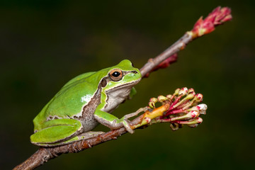 Tree frog - Stock Image