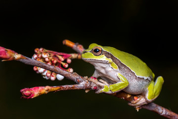Tree frog - Stock Image