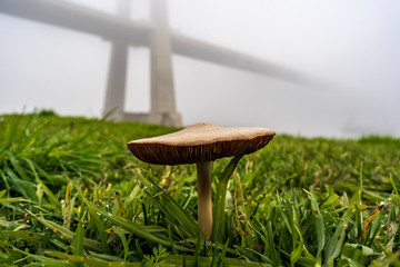 mushroom in the grass
