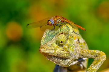 Green chameleon and Dragonfly  - Stock Image