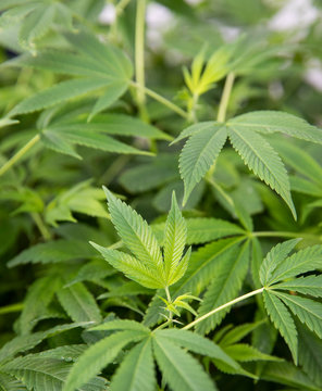 Healthy marijuana plant