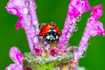 Ladybug on green leaf defocused background