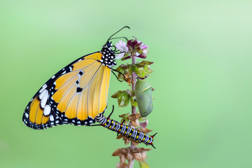 Beautiful butterfly & flower in the garden.
