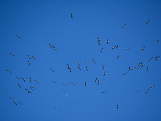 Vögel