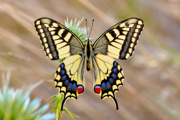 Obraz na płótnie Canvas Beautiful butterfly & flower in the garden.