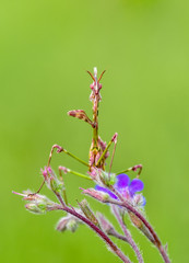 Mantis from family Sphondromantis lurking 