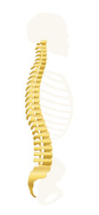 Golden backbone. Spine with gray skeleton, as a symbol for healthy vertebras. Isolated vector illustration on white background.
