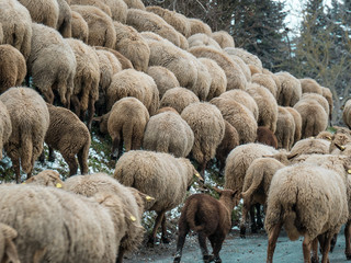 Tiere