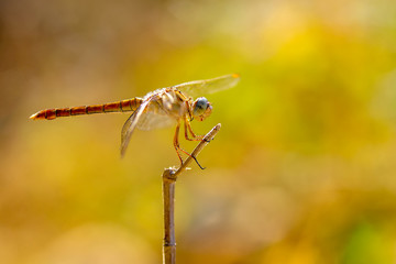 Beautiful nature scene dragonfly