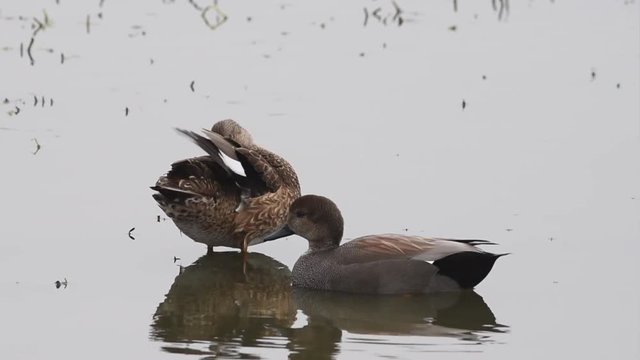 HD video pair of Gadwall ducks, male and female, eating in green grassy marsh pond. The gadwall is a common and widespread dabbling duck in the family Anatidae.