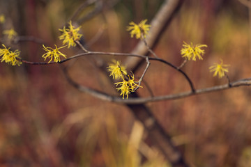 Yellow witch hazel flowers blooming in the winter