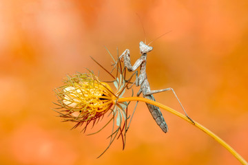 Mantis from family Sphondromantis lurking 