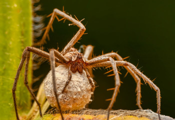 Close up  spider  - Stock Image  
