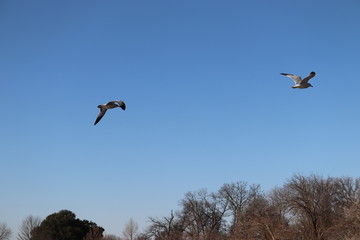 Flying Bird