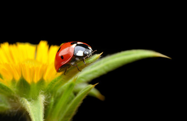 Fototapeta premium Ladybug on green leaf defocused background